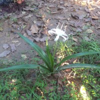 Pancratium zeylanicum L.